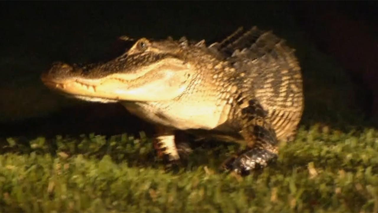 Noisy gator crawling around New Tampa neighborhood trapped