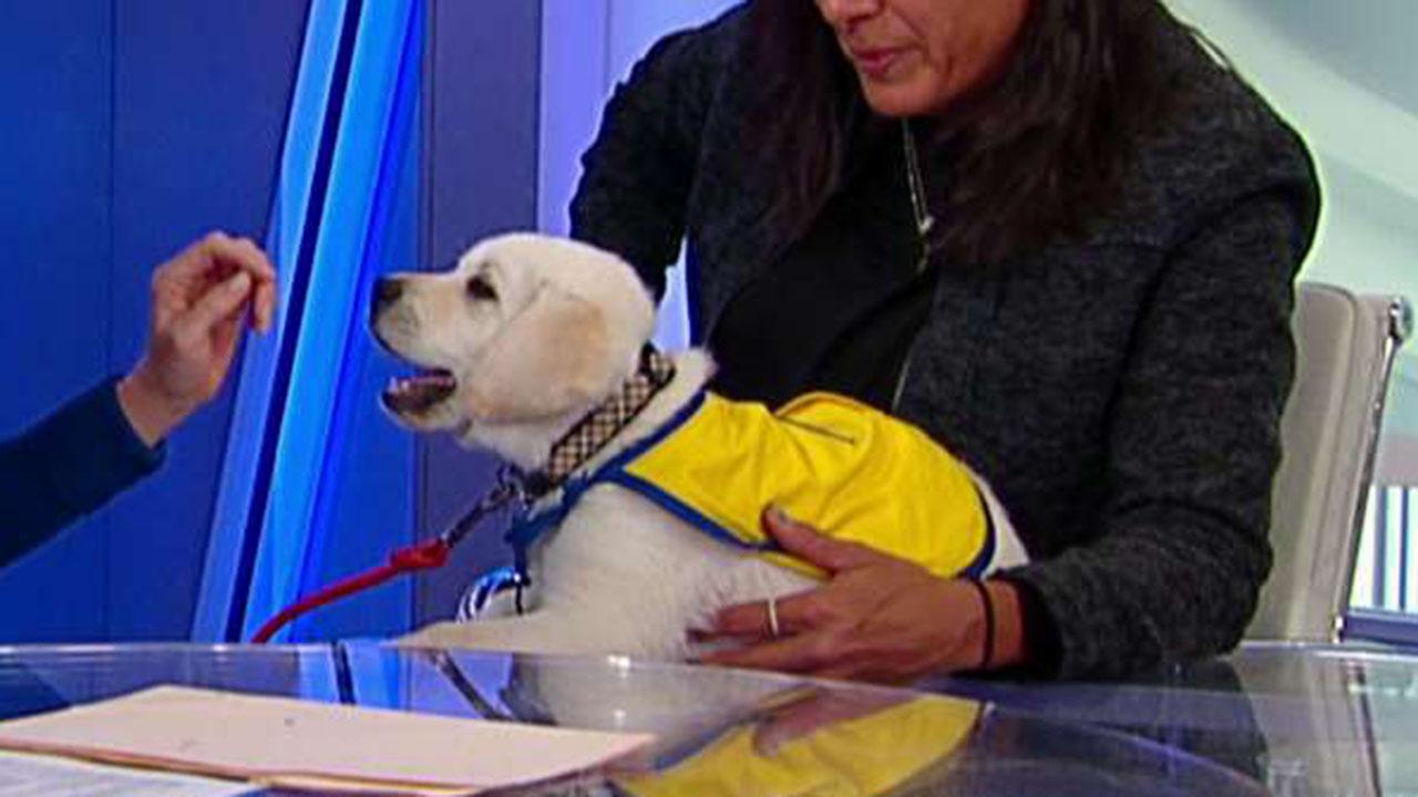 'The Daily Briefing' exclusive: Spike the service dog