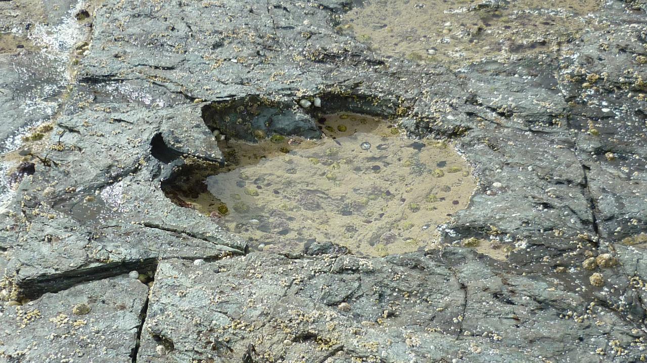 Rare dinosaur footprints found in Scotland