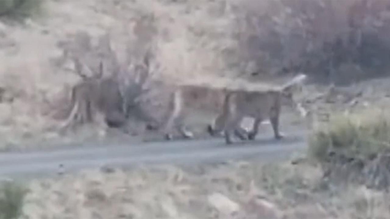 Family of mountain lions stroll along homeowner's driveway