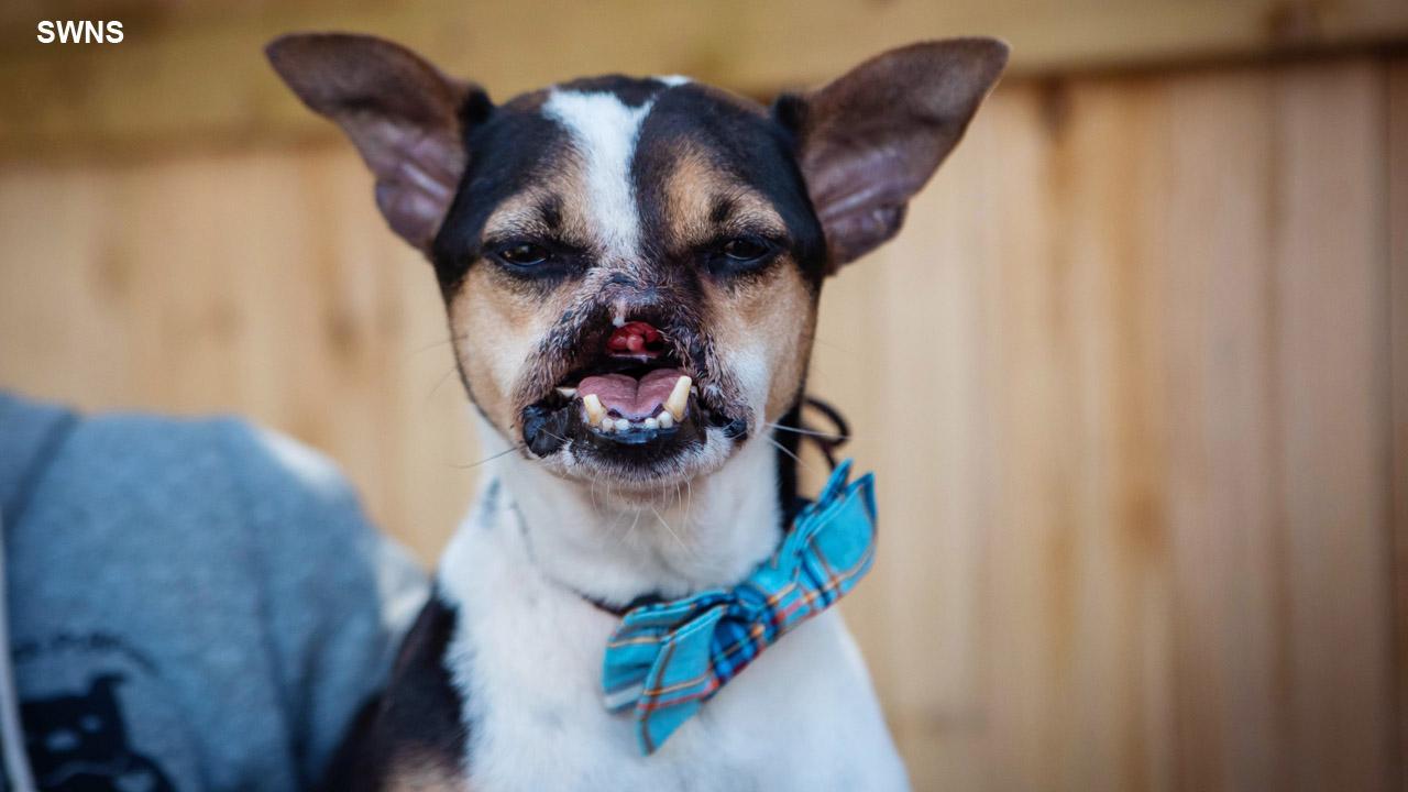 Dog that had its snout hacked off with a machete finds a new home