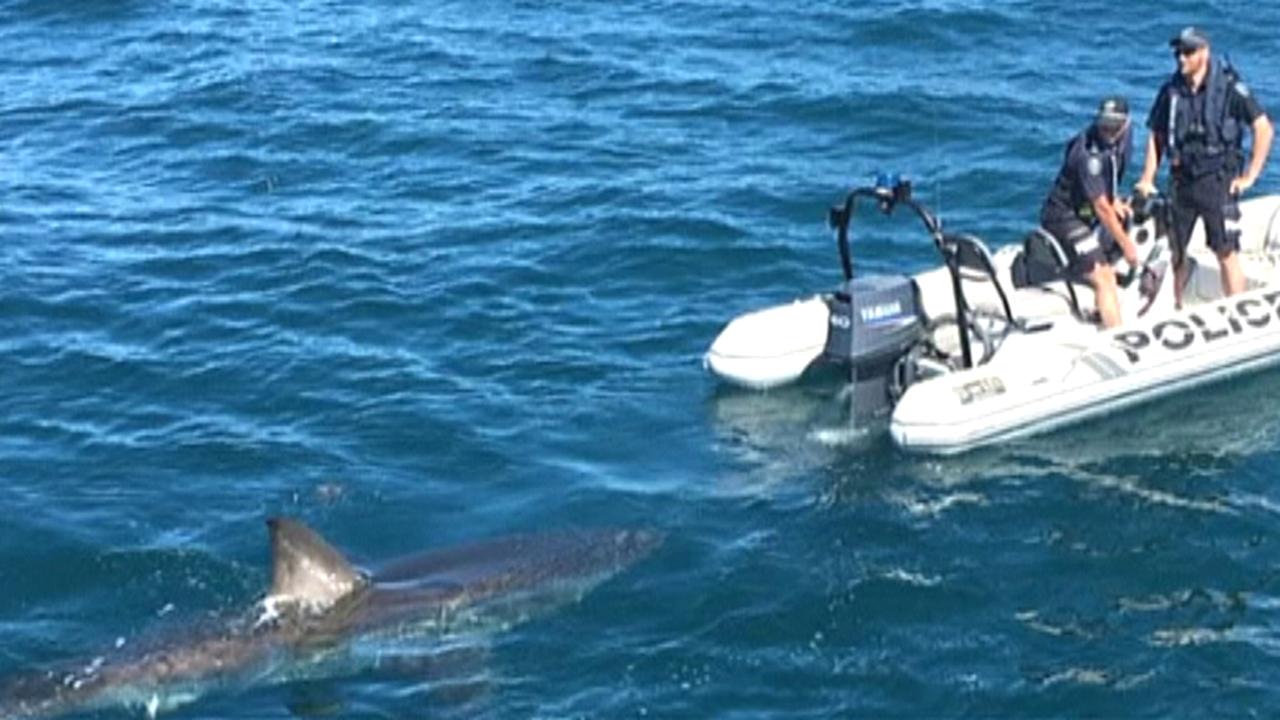 Australian police officers encounter giant great white shark