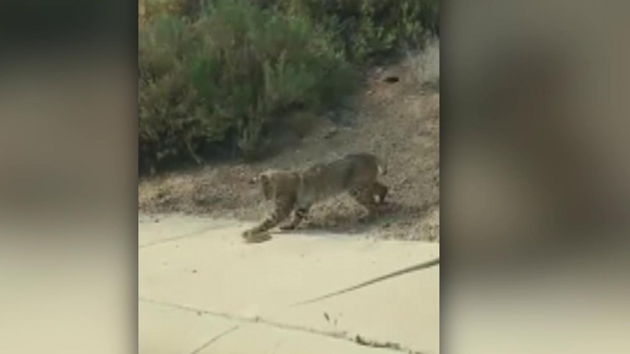 Bobcat battles rattlesnake in fight to the death