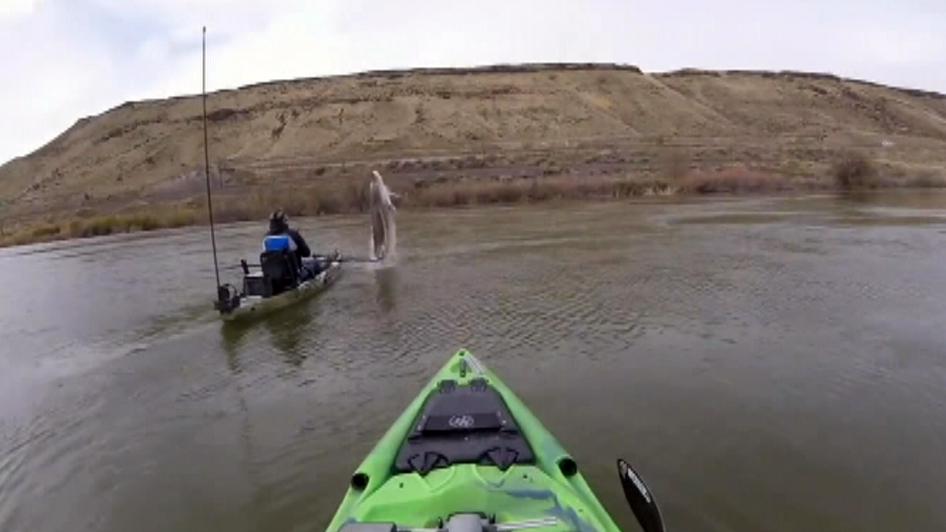 Sturgeon nearly sinks kayak on Snake River in Idaho
