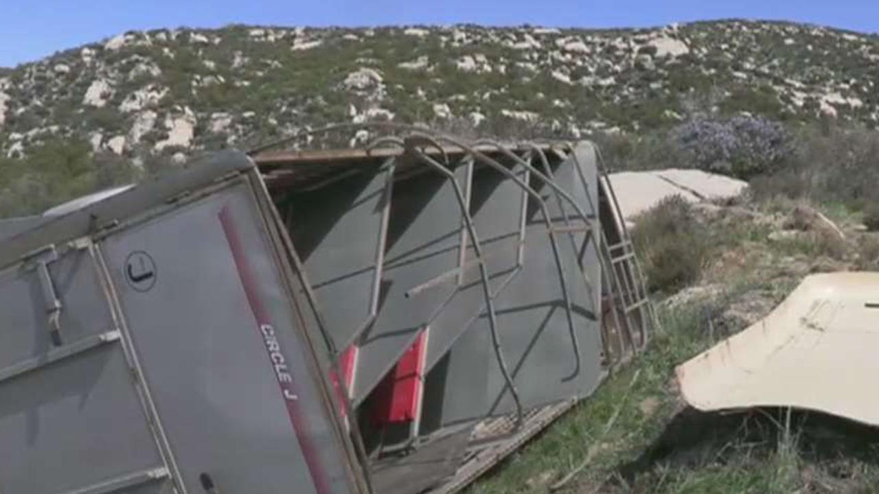 Horse trailer suspected of smuggling immigrants crashes