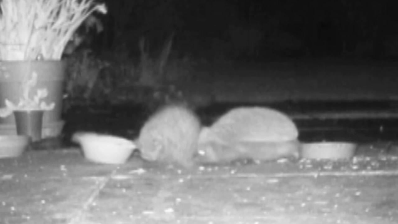 Hedgehogs fight after waking up from hibernation in England