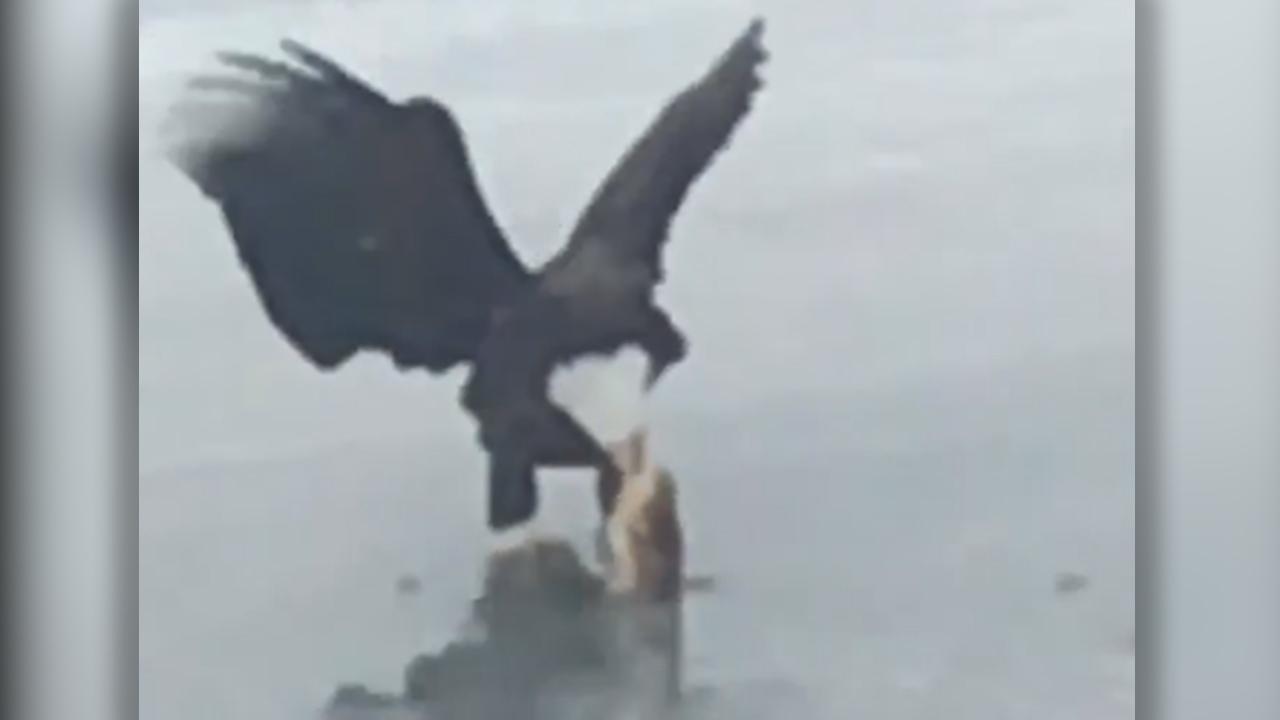 Nice catch! Bald eagle appears to pull fish from frozen pond
