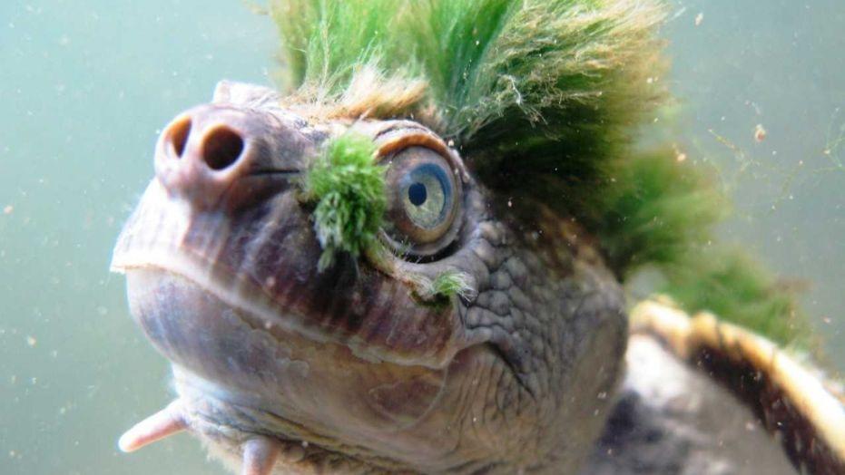 The next Ninja Turtle? Green-haired turtle added to endangered species list