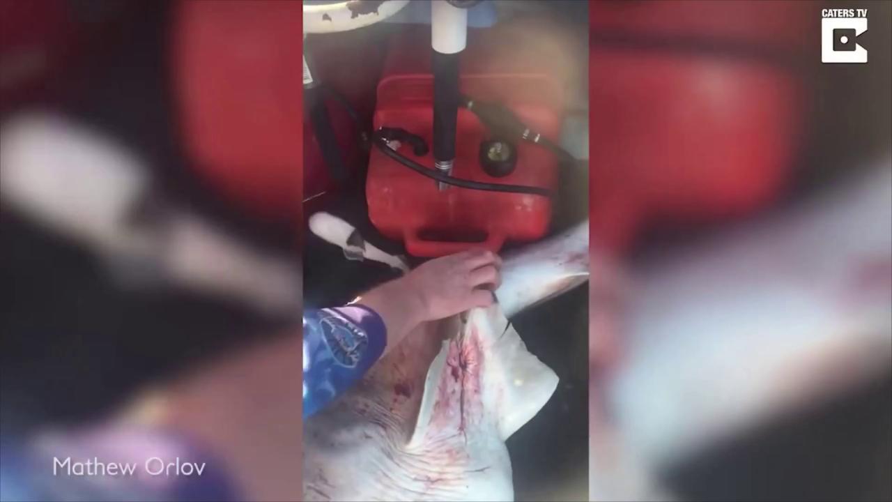 Shark video: Man cuts open and rescues 98 baby sharks