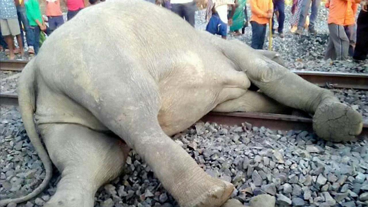 WARNING, GRAPHIC IMAGES: Train kills four elephants in India | Fox News