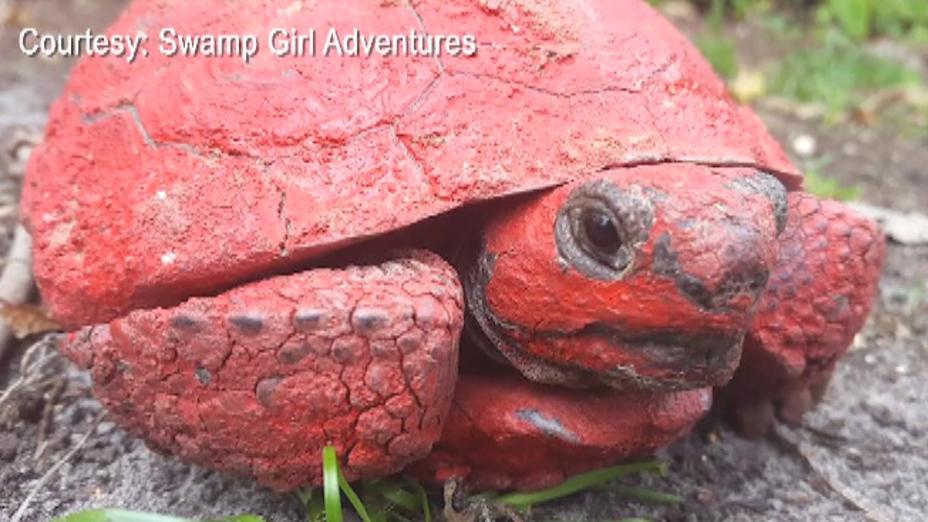 Tortoise found in Florida covered in red paint and concrete