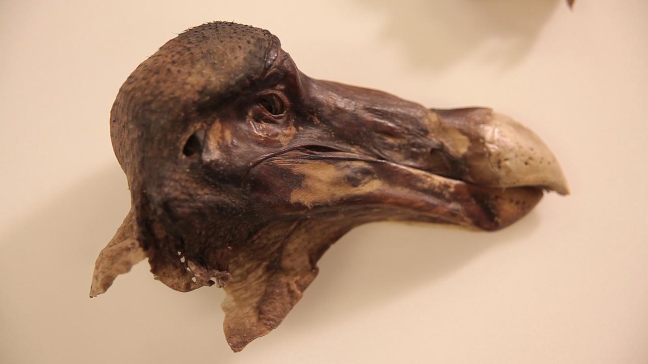 What killed the famous Oxford Dodo?