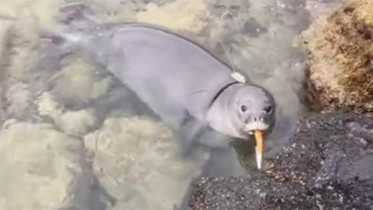 Knife-wielding monk seal spotted on beach in Hawaii