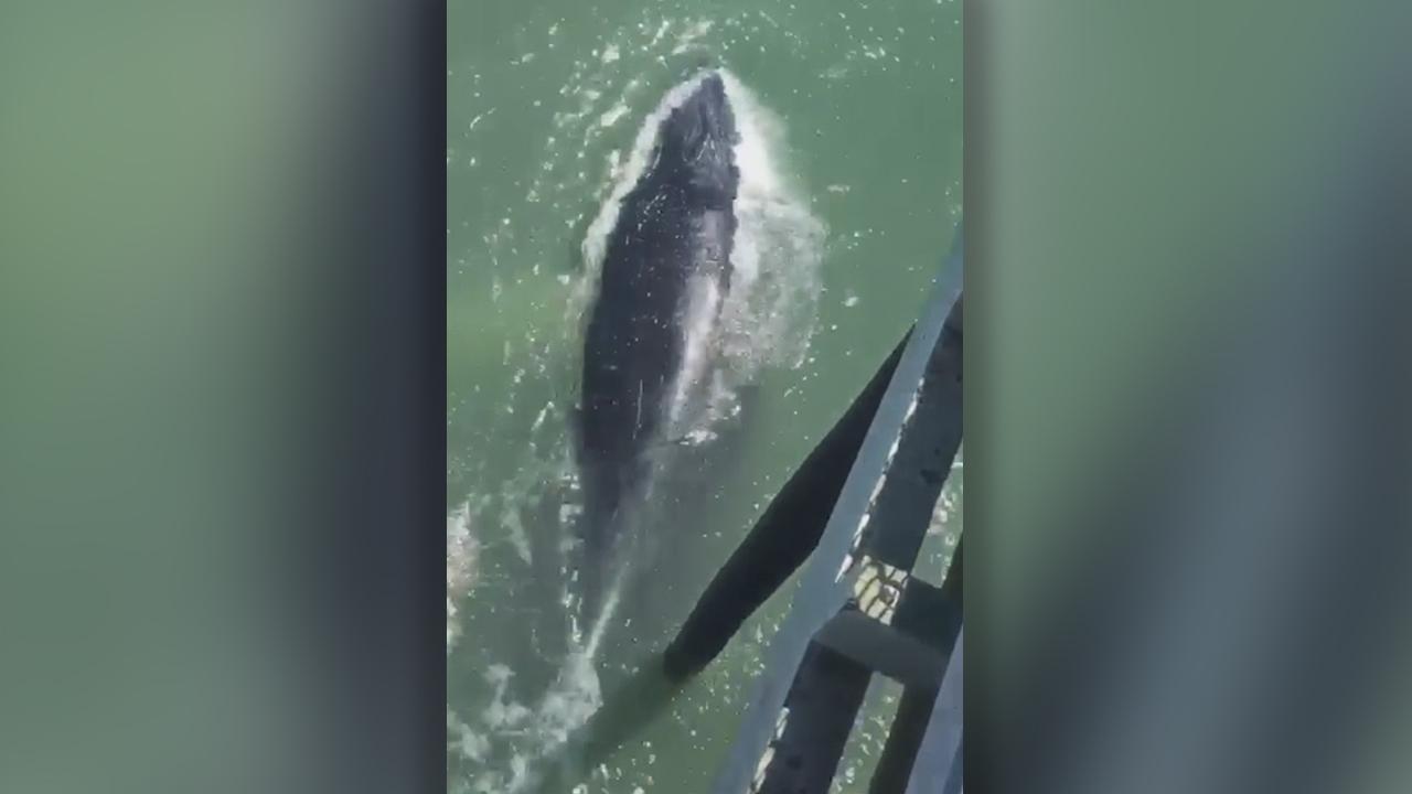Huge whale bumps pier shocking visitors on fishing trip