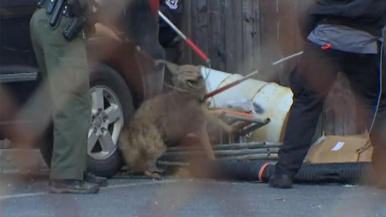Coyote Attacking Children On New York Playground Throttled By Off duty 