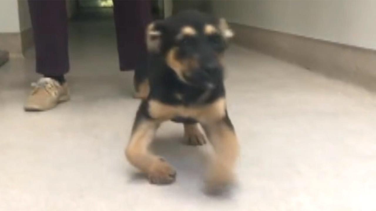Bow-legged puppy finds home