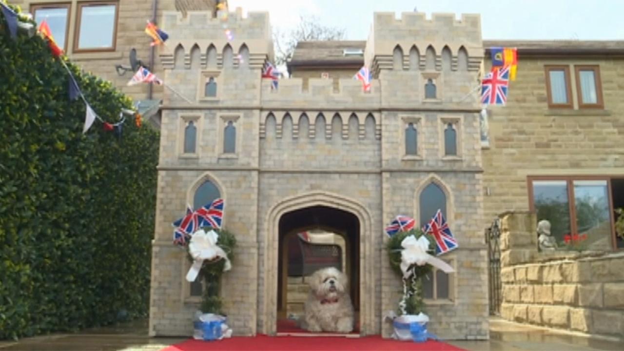 Royal wedding fever goes to the dogs