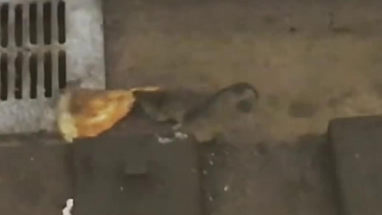 Raw video shows another rat drag pizza across the NYC subway