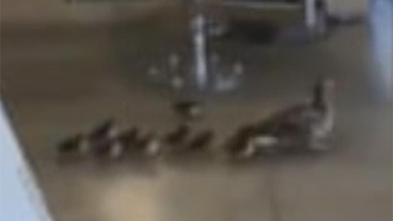 Mama duck and ducklings go viral