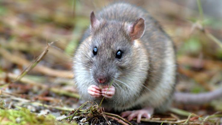 UK territory officially ‘rat-free’