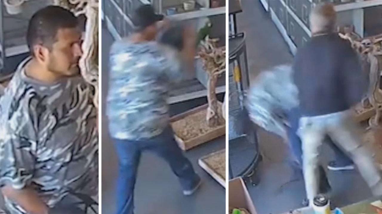 Brazen thief tries to steal exotic bird from pet store