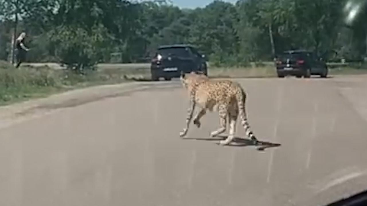WILD video: Cheetahs threaten family with kids