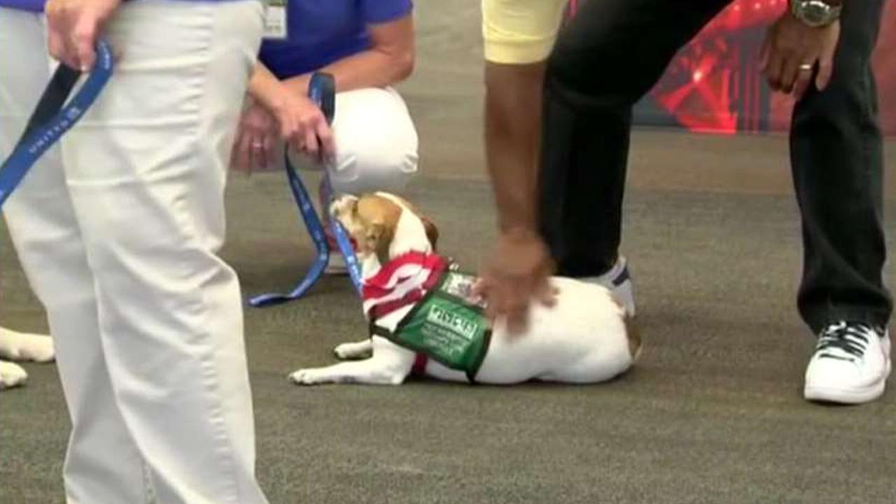 Several states cracking down on fake service animals
