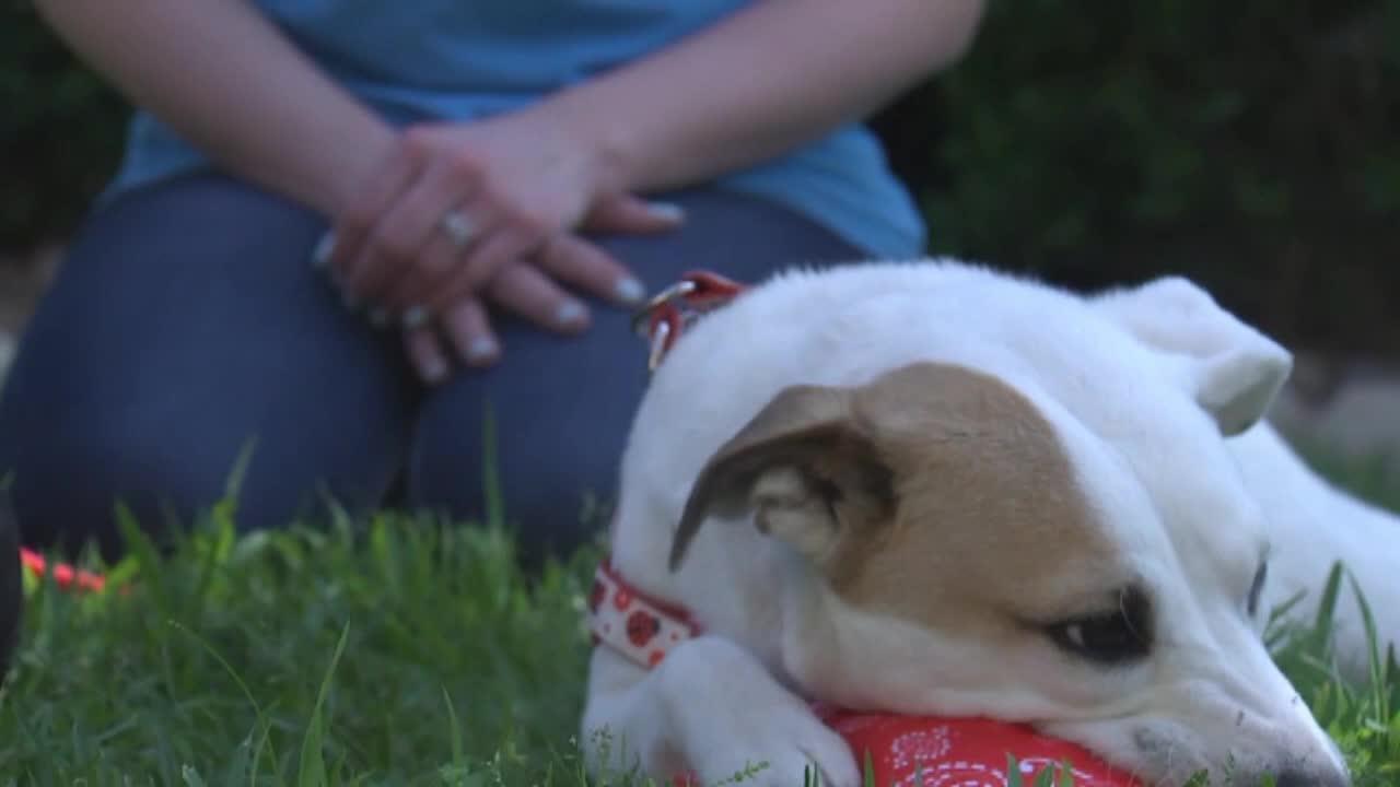 Lost dog reunited with Texas owner after trip to Minnesota