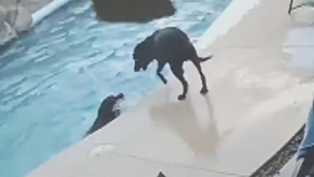 Dog saves his friend from drowning in pool