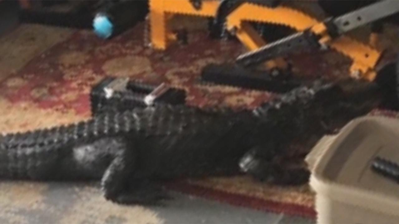 Florida woman shocked to find 6-foot gator in her garage