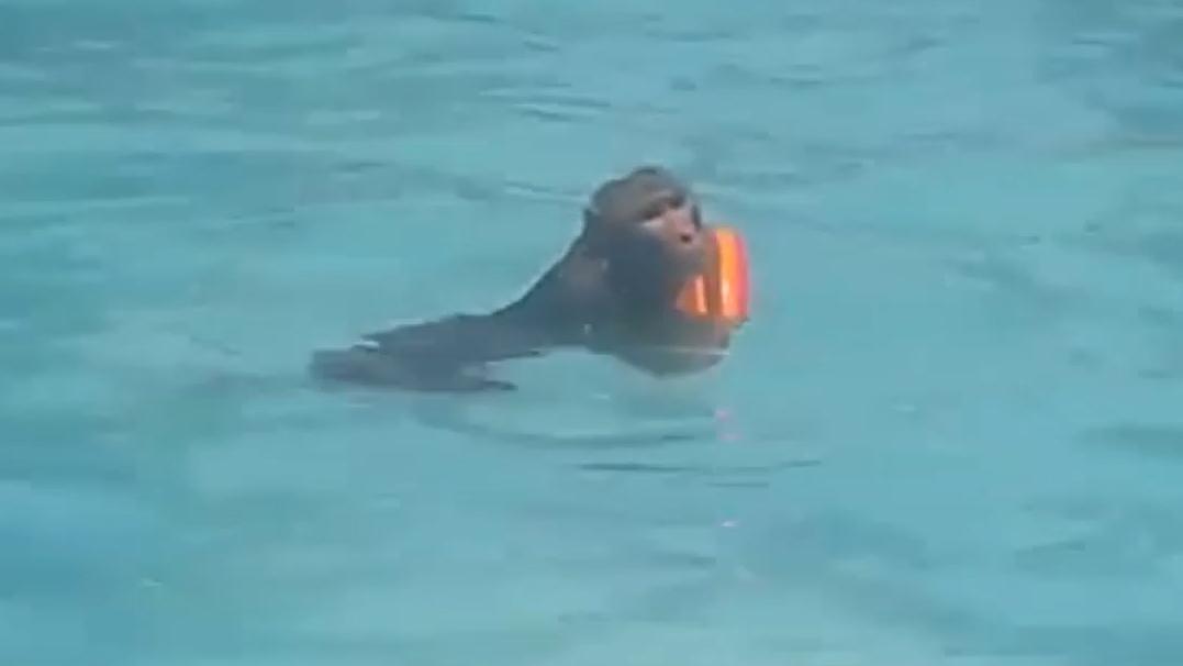 WILD video: Monkey goes for a swim in public pool