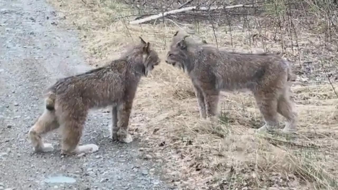 WILD video: Watch lynxes scream at each other