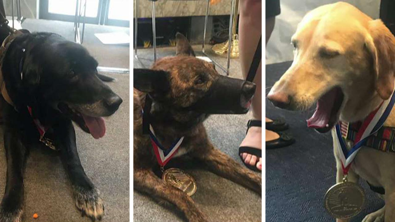 Five military dogs awarded K-9 medal of courage