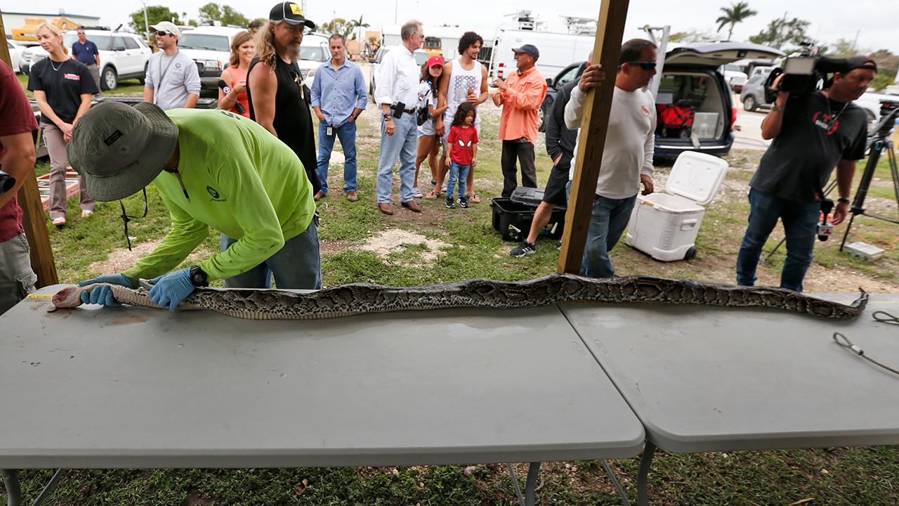Snake hunters battle python invasion in Florida