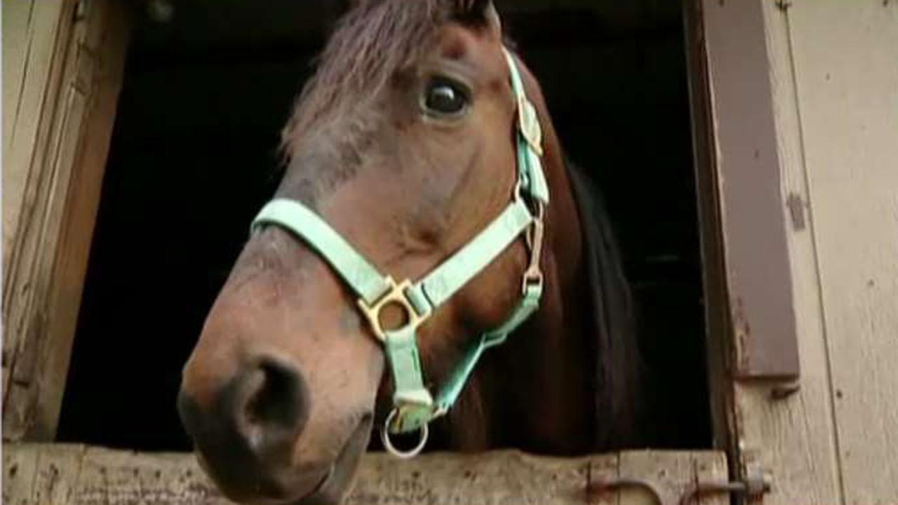 Advocate: Why eating horses would be good for everyone