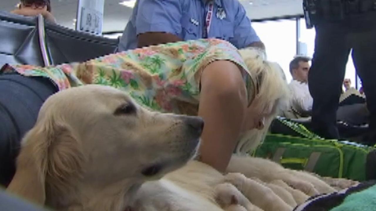 Service dog gives birth to puppies at Florida airport