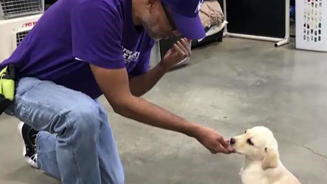 Paws for Purple Hearts trains service dogs for veterans