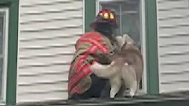 Firefighter gets 'thank you' kiss from dog stuck on roof