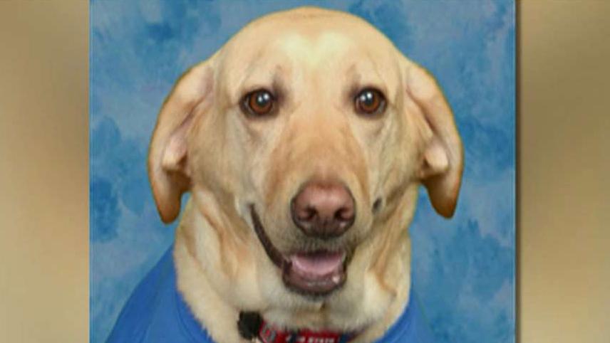 Service dog makes it into school's yearbook
