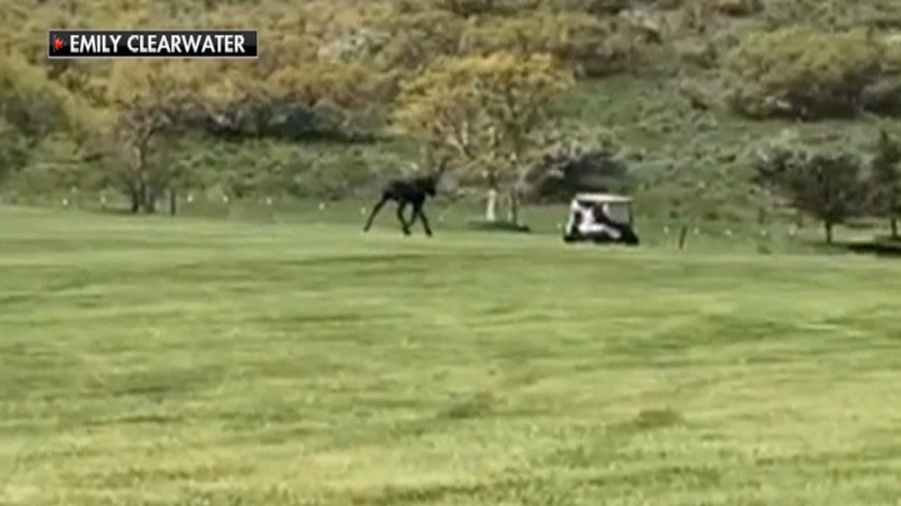 'Gigantic' moose chases Utah golfers in viral video