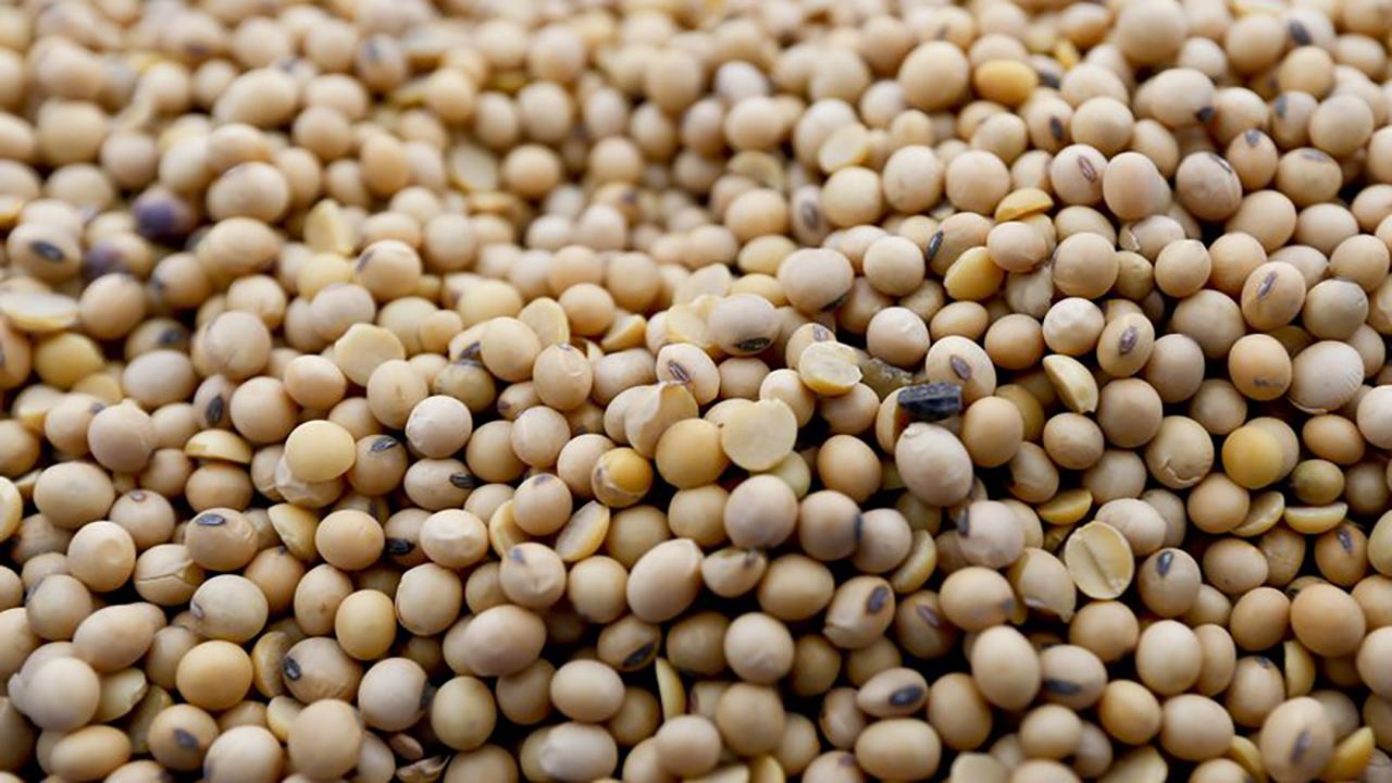 Potential trade war hitting US soybean farmers