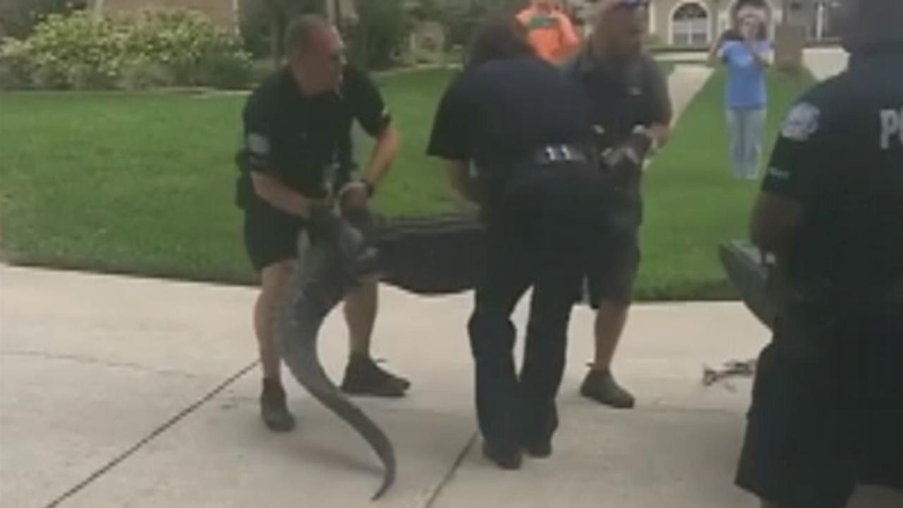 Raw video: Alligator puts up a fight in Florida neighborhood