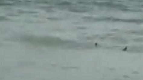 Raw Video: Shark swims close to shore at Myrtle Beach