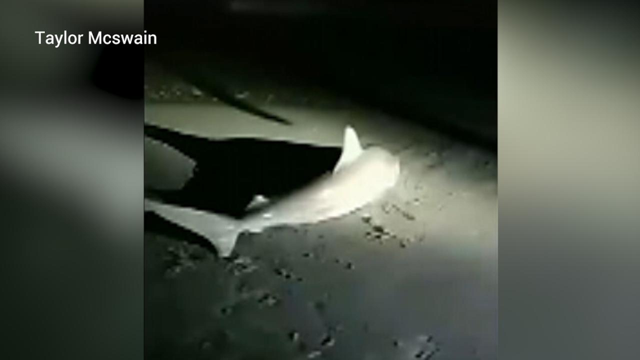 Fisherman drags thrashing blacktip shark back into ocean