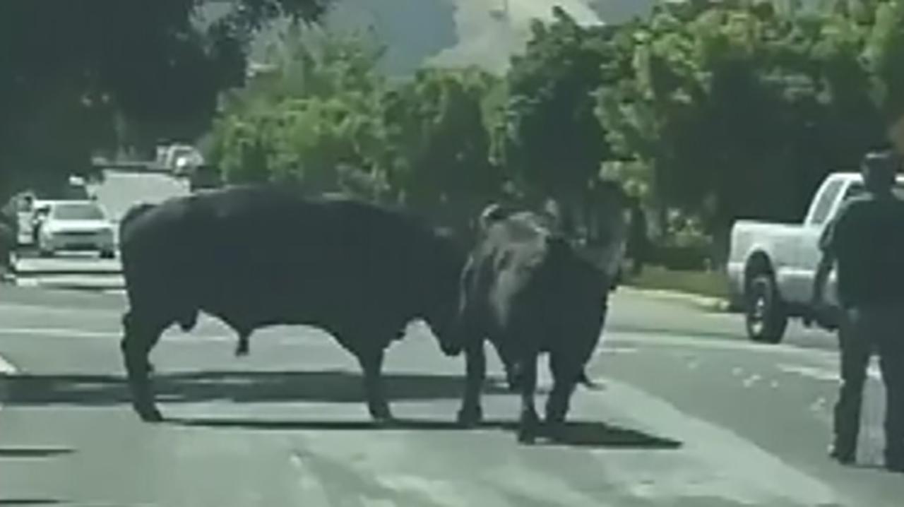 Raw video: Escaped bulls face off in California neighborhood