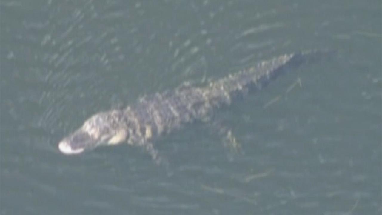 Alligator reportedly drags Florida woman into lake