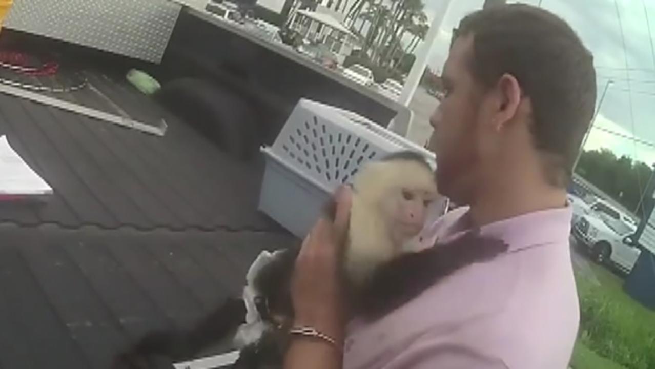Raw video: Man with monkey arrested for auto theft 