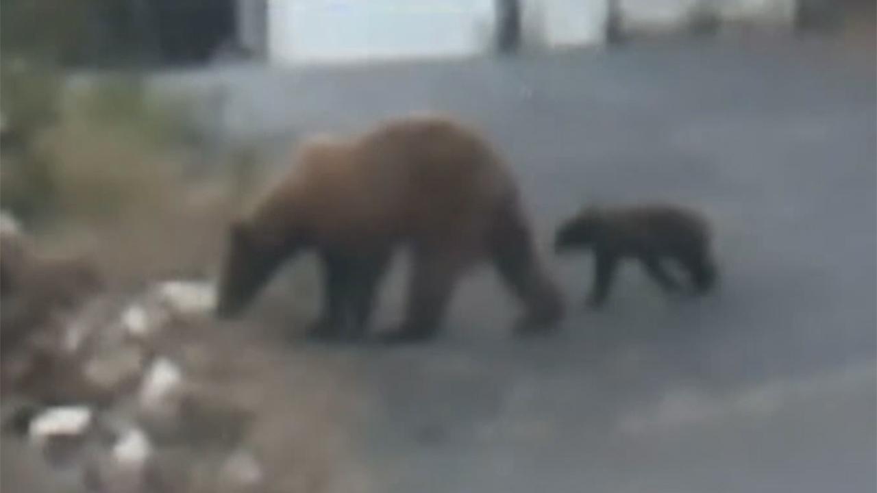 Mama bear, cub stroll through California neighborhood