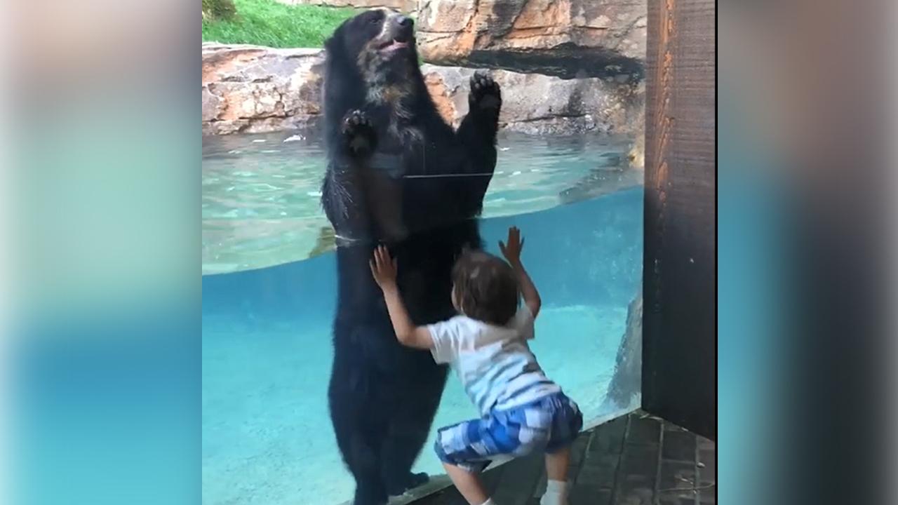 Watch: Bear mimics little boy at Nashville Zoo