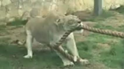 Lion battles professional wrestlers in game of tug-of-war